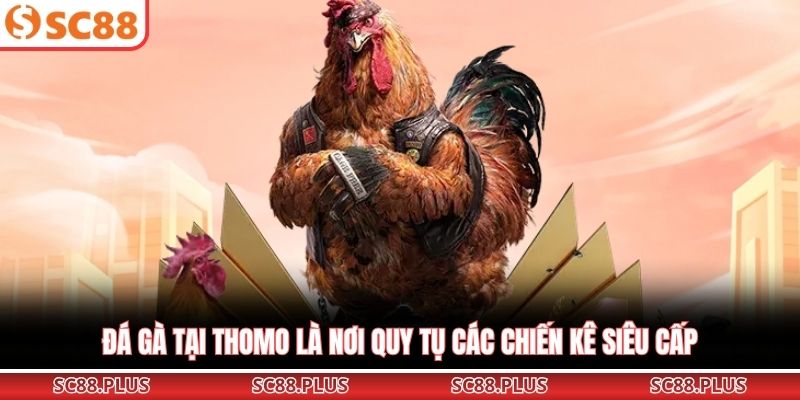 Đá gà tại Thomo là nơi quy tụ các chiến kê siêu cấp